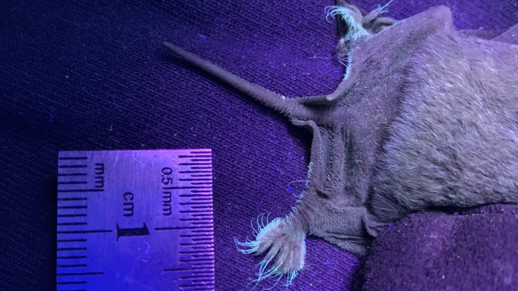 In a first, these bats were found to have toes that glow 082024 jjb bat toe glow feat.jpg