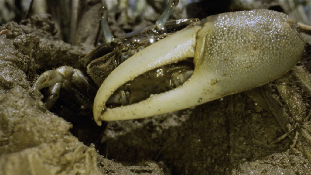 Fiddler crabs are migrating north to cooler waters 082024 Lgr Fiddler Crab Feat.jpg