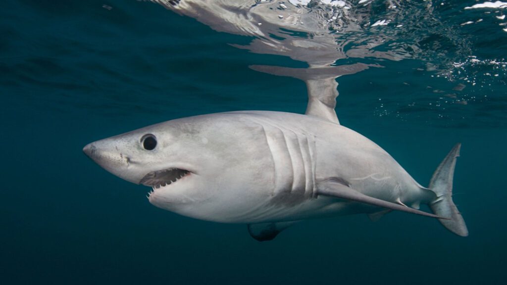 Scientists piece together clues in a shark ‘murder mystery’ 082724 Jb Sharks Feat.jpg