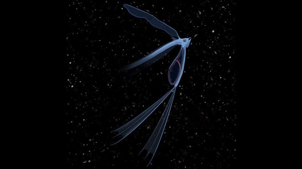 Despite new clues, this ancient fish has stumped scientists for centuries 082724 Sc Larva Fish Feat.jpg