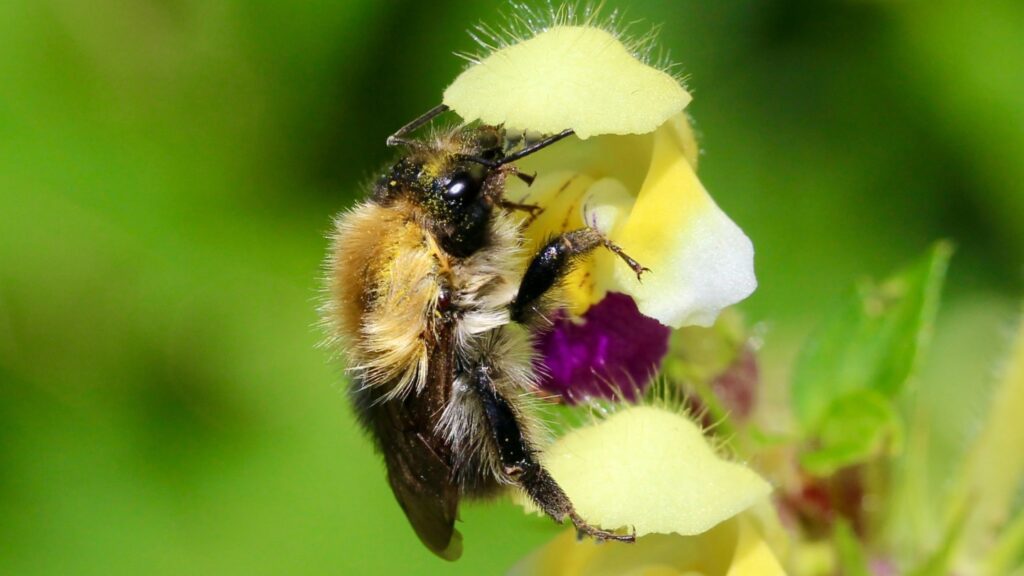 Bumblebees lose most of their sense of smell after heat waves 090424 Gt Bumblebees Feat.jpg