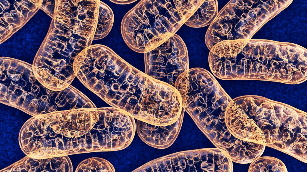 Mitochondria can sneak DNA into the nuclei of brain cells 090524 Cl Mitochondrial Brain Invasions Feat.jpg