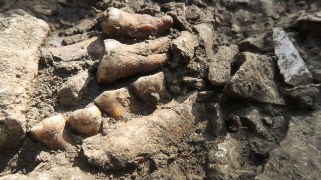 Ancient DNA unveils a previously unknown line of Neandertals 091024 Bb Neanderthal Feat.jpg