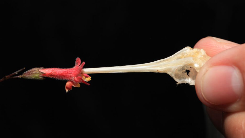 Projectile pollen helps this flower edge out reproductive competition 091024 N Explosive Pollen.jpg