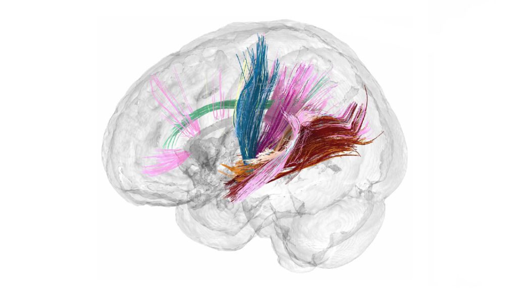 Pregnancy overhauls the brain. Here’s what that looks like 091324 Ls Pregnancy Brain Feat.jpg