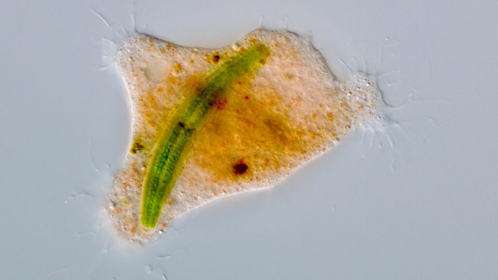 This amoeba eats prey like owls do 091624 Jb Owl Slime Amoeba Feat Rev.jpg