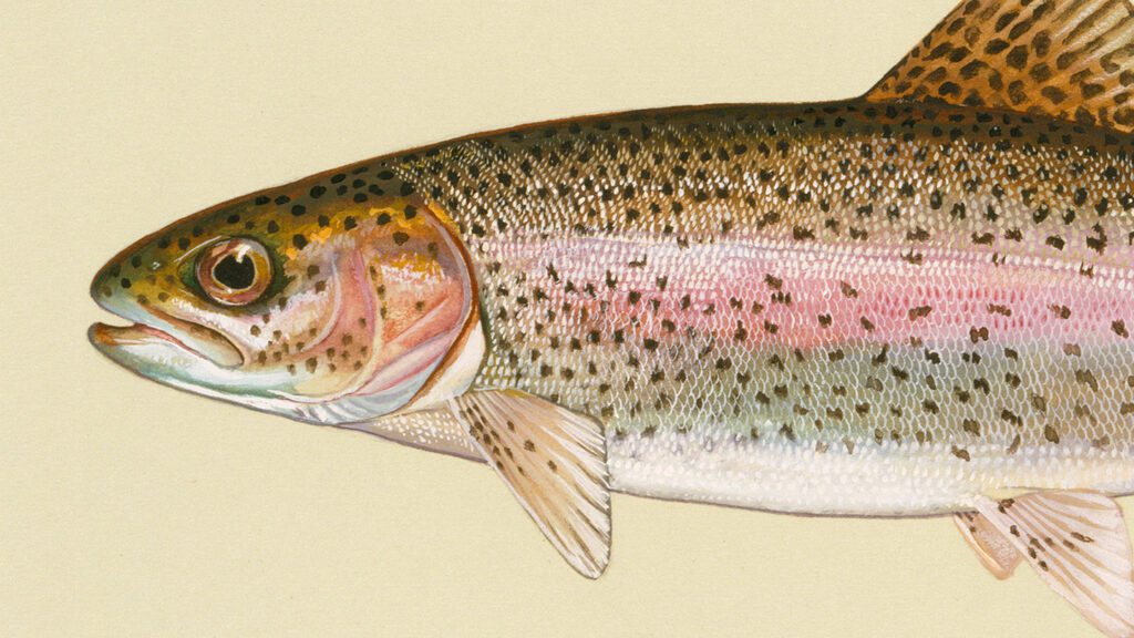 Some healthy fish have bacteria in their brains 091824 Eg Fish Brain Feat.jpg