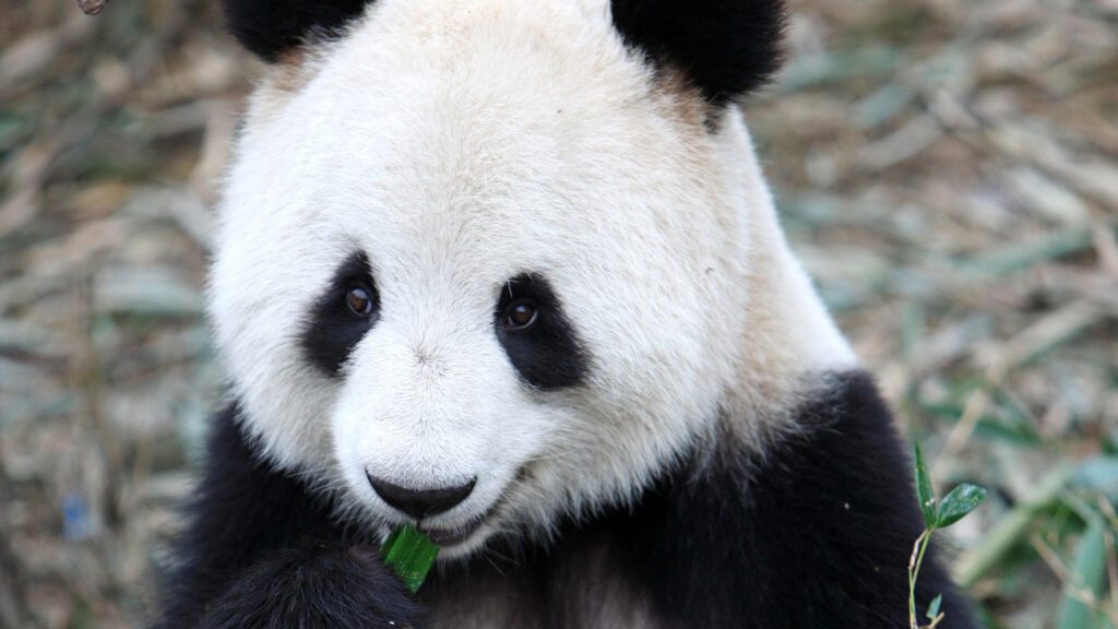 Scientists have just turned giant panda skin cells into stem cells 091924 Jb Panda Stem Cells Feat.jpg