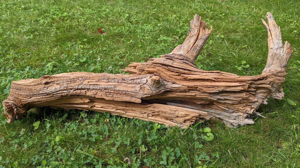 A thousands-year-old log demonstrates how burying wood can fight climate change 092624 Jl Wood Vaults Feat.jpg