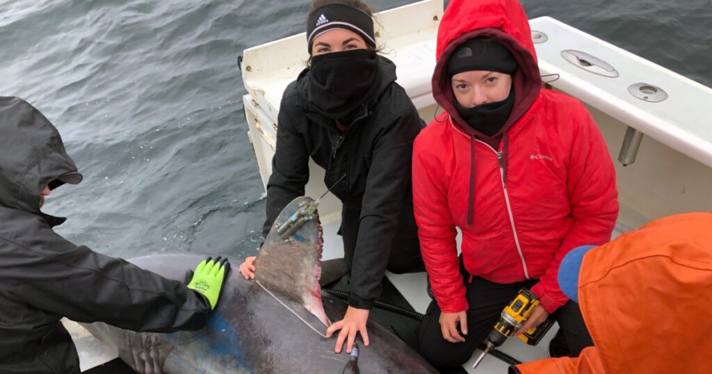 Scientists find evidence that pregnant shark was eaten by a bigger shark 240830 Frontiers Marine Science Porbeagle Shark Predation Se 548p 299430.jpg