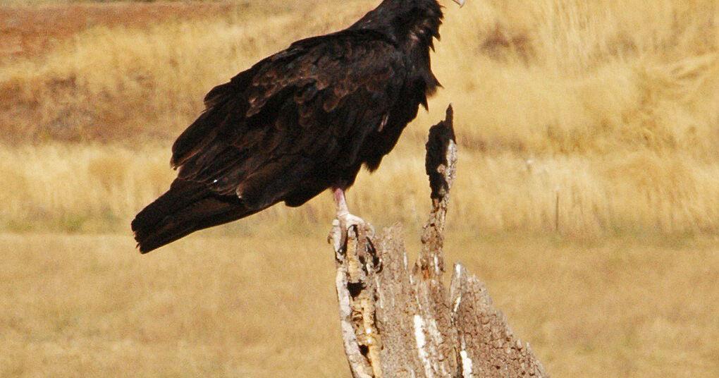 Natural Sightings: It’s that time of year again | Lifestyle 66f1af85c25c0.image .jpg