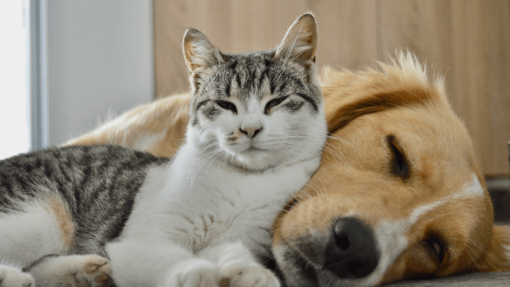 Commerce Apbdd Cat And Dog Sale Istock 2159501928.png