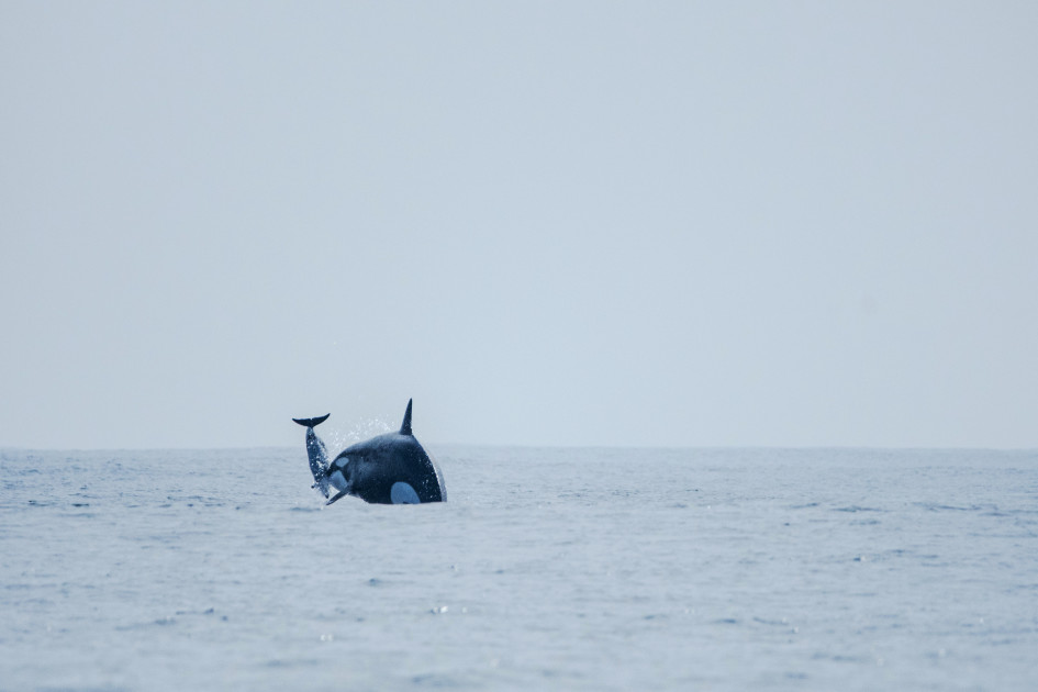 Mysterious orca group near Chile tracked down, revealing newly discovered hunting skills Dsc8295 3.jpg