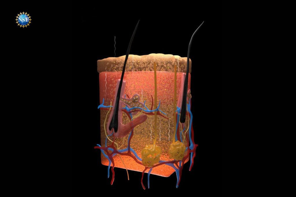 Researchers make mouse skin transparent using a common food dye Opticaltransparency.jpg