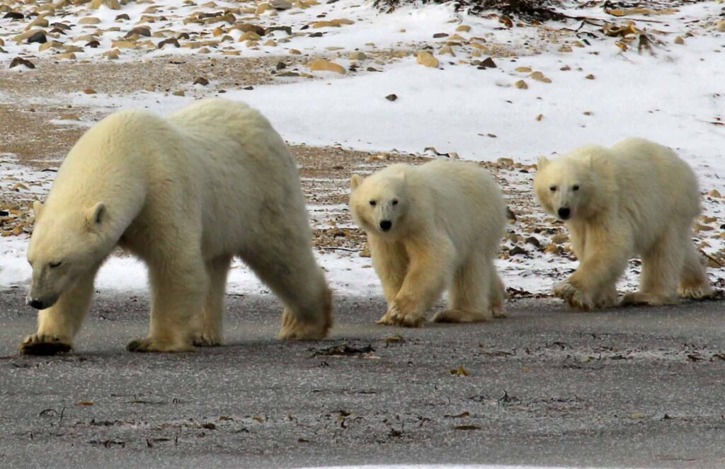 Polar Bears Davis Strait 1.jpg