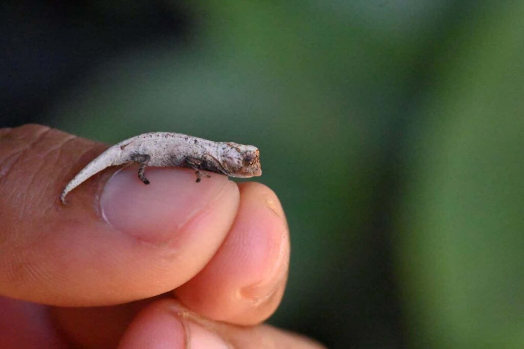 Brookesia nofy: Tiny chameleon spotted by tourists in Madagascar is new to science Sei 221411559.jpg