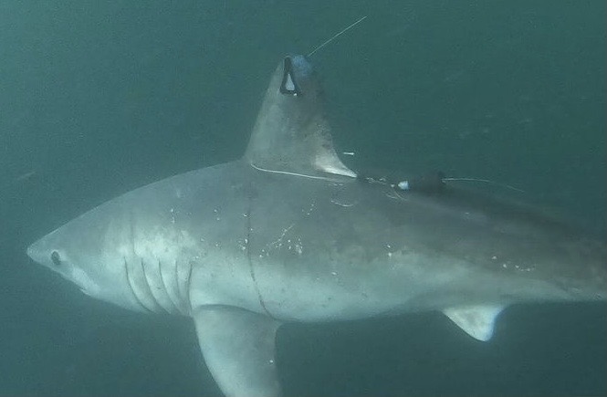Scientists Uncover Evidence of a Larger Shark Dining on a Smaller Shark Tagged Porbeagle.jpg