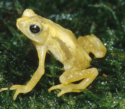 Tanzanian spray toad extinction highlights the need to protect biodiversity – Africa Science News The Now Extinct Tanzanian Kihansi Spray Toad.jpg