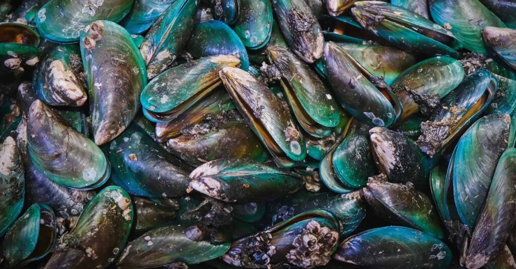 ‘Kallummakkaya’ soars to stardom after CMFRI scientists crack its genetic code | Lifestyle News Asian Green Mussel C.jpg