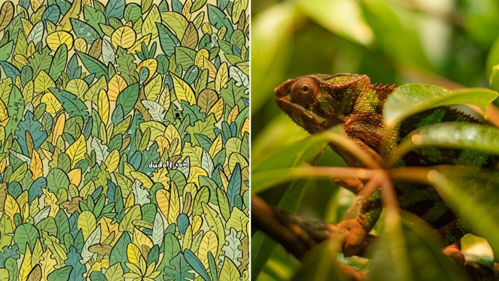 Chameleon Seek And Find.jpg