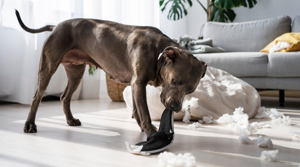 Latest lifestyle News, highlights Today September 11, 2024: Is your dog acting strange? It could be dysregulated nervous system. Here are signs you shouldn’t ignore Full Shot Dog Biting Shoe Home 1726067535741 1726067557385.jpg