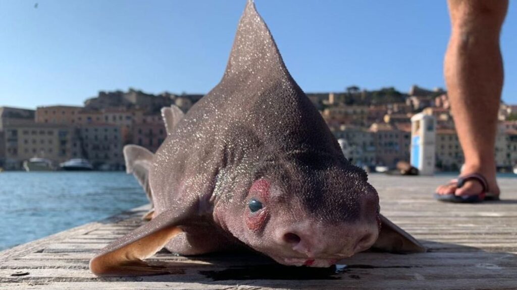 Angular roughshark: The pig-faced shark that grunts when captured Napzemrpe4bpv4vowkp9hq 1200 80.jpg
