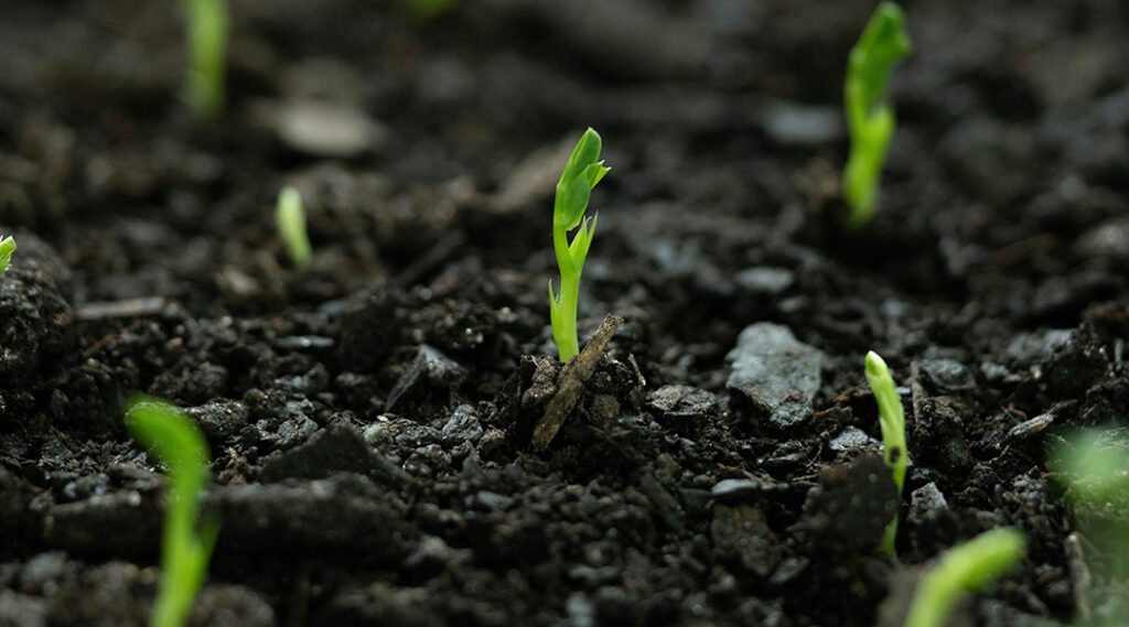 The threat beneath our feet: How soil microbes are losing the battle against crop disease Nora Long Ellinjlfwl8 Unsplash.jpg
