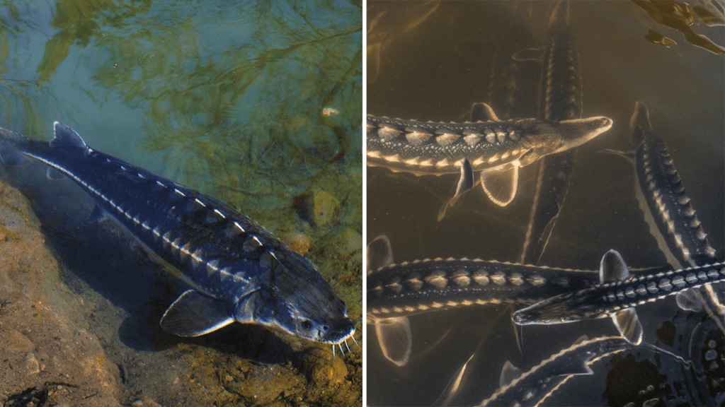 Connecticut River find includes first-time sightings of prehistoric fish Sturgeons.png