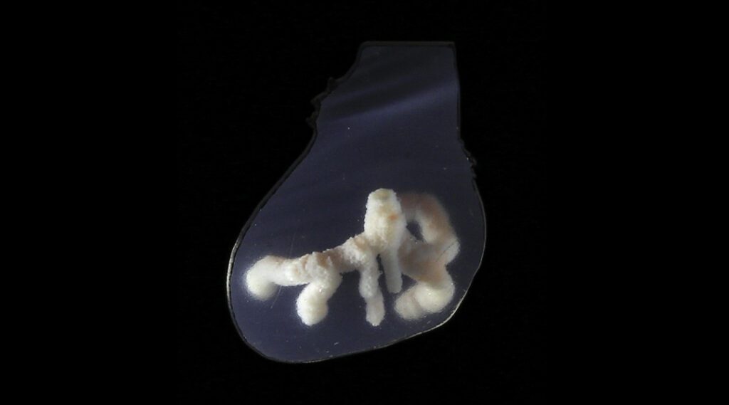 3D printing creates human-like blood vessels in heart tissue Thumbnail 2023 Pps Lca 2154.jpg