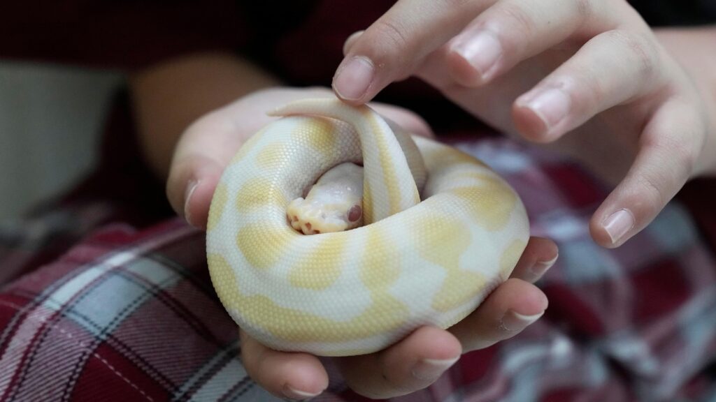 Chinese families seeking to escape a competitive education system have found a haven in Thailand Wirestory 9d1953344e8b35327020408b8f677264 16x9.jpg