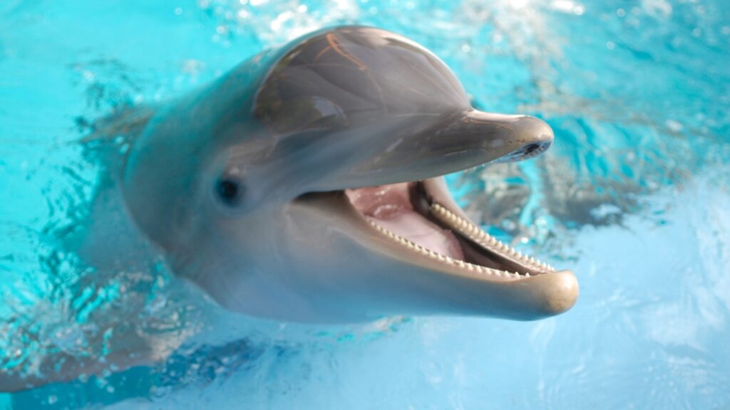 Dolphins’ open-mouth behaviors during play are like smiles, a study claims 100124 Gt Dolphin Smile Feat.jpg