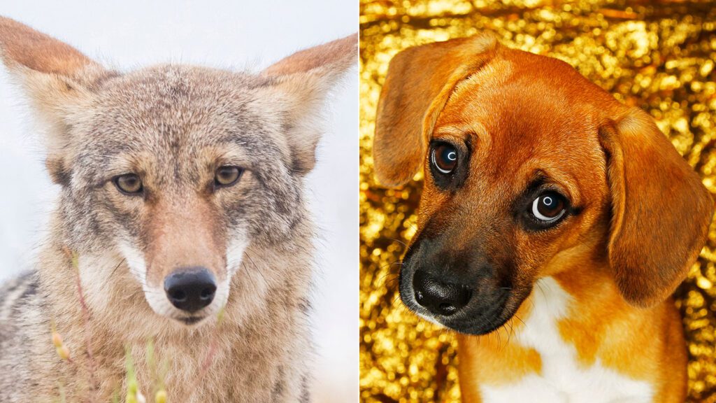 Coyotes have the face muscles for that ‘sad-puppy’ look 100124 Sm Coyote Puppy Dog Eyes Feat.jpg