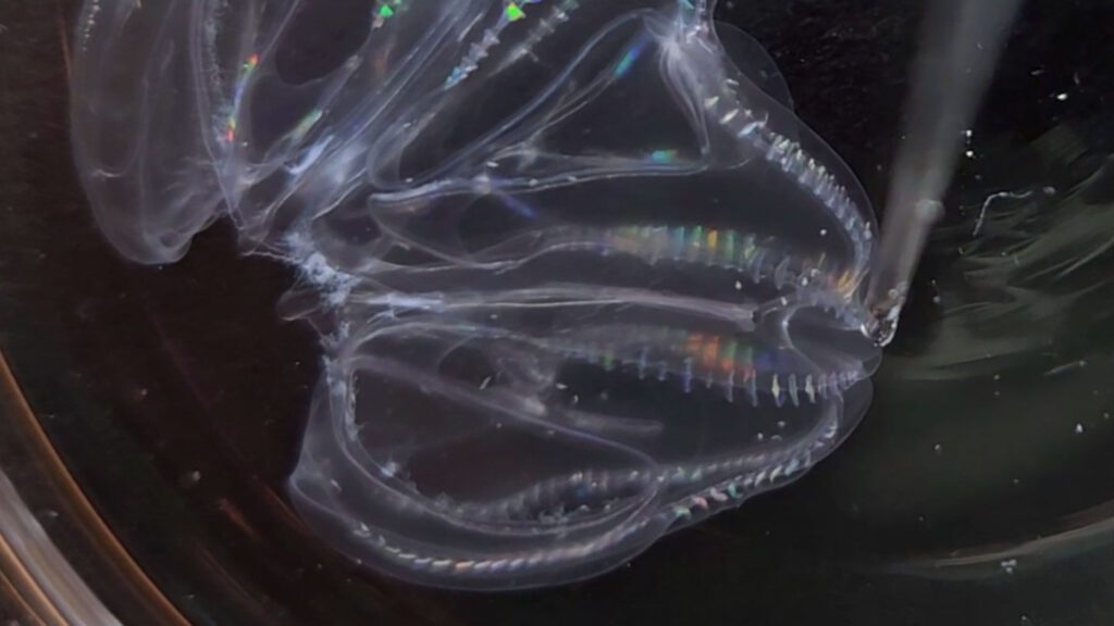 These sea creatures can fuse their bodies 100324 Jc Fused Comb Jellies Still.jpg