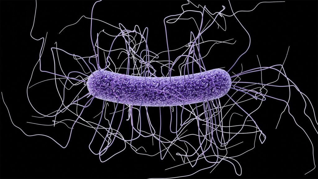 An mRNA vaccine protected mice against deadly intestinal C. difficile bacteria 100324 Jl Cdiff Vacc Feat.jpg