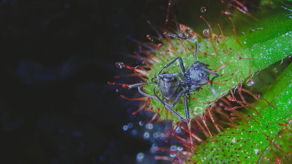 Carnivorous plants eat faster with a fungal friend 100924 Eg Sundew Fungus Friends Feat.jpg