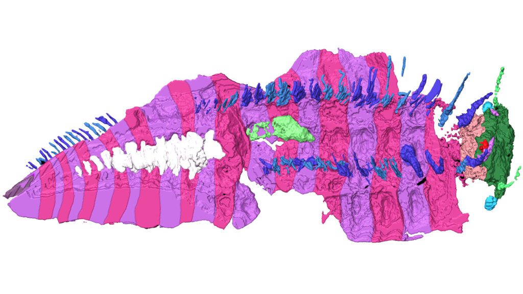 The largest arthropod to ever live finally has a head  100924 Jb Giant Millipede Head Feat.jpg
