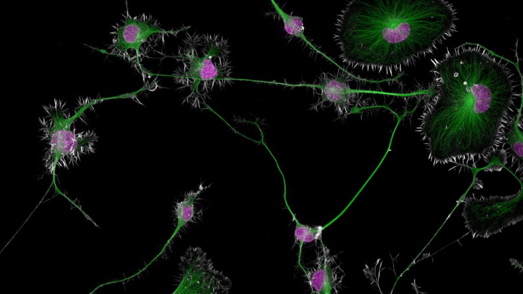 101624 Eg Nikon Small World 2024 Feat.jpg