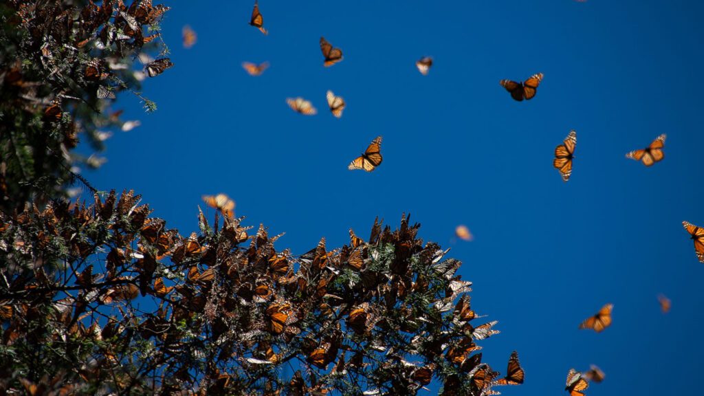 Saving Mexico’s fir forests could help monarch butterflies 101724 Sh Replanting Monarch Forests Feat.jpg