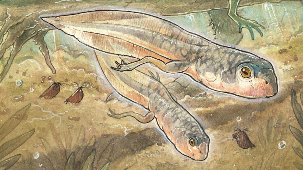 The oldest known fossil tadpole was a big baby 102924 Jb Oldest Tadpole Feat.jpg
