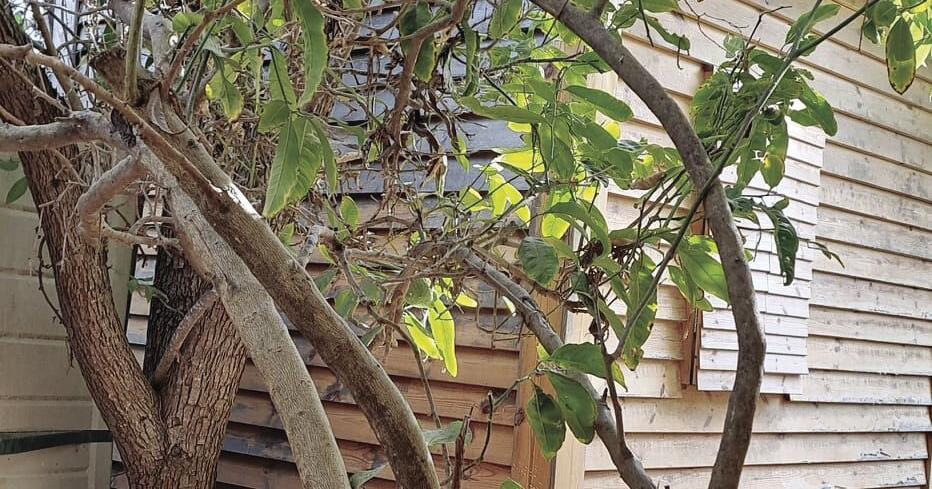 How I Got My First Fresh-Picked Etrog in Jerusalem | Culture 670ed07cc1cf4.image .jpg