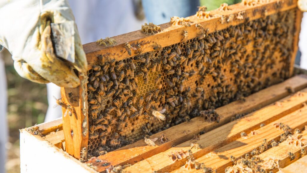 Michigan lifestyle blogger has new cookbook out 75487839007 Bee Hive From Karen 160802 Sap Bees 147.jpg