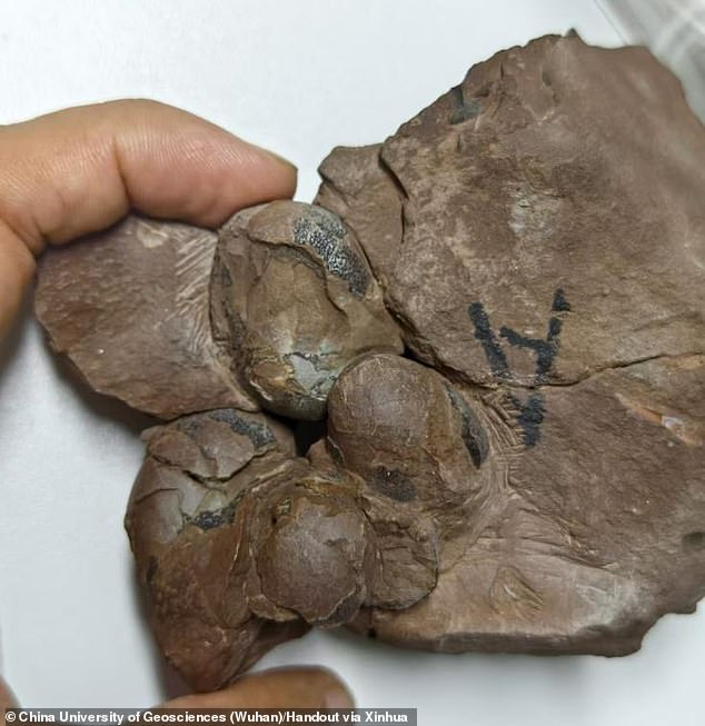 91107585 13983809 Researchers In China Discovered A Rare Dinosaur Egg Fossil From A 43 172953709553.jpeg