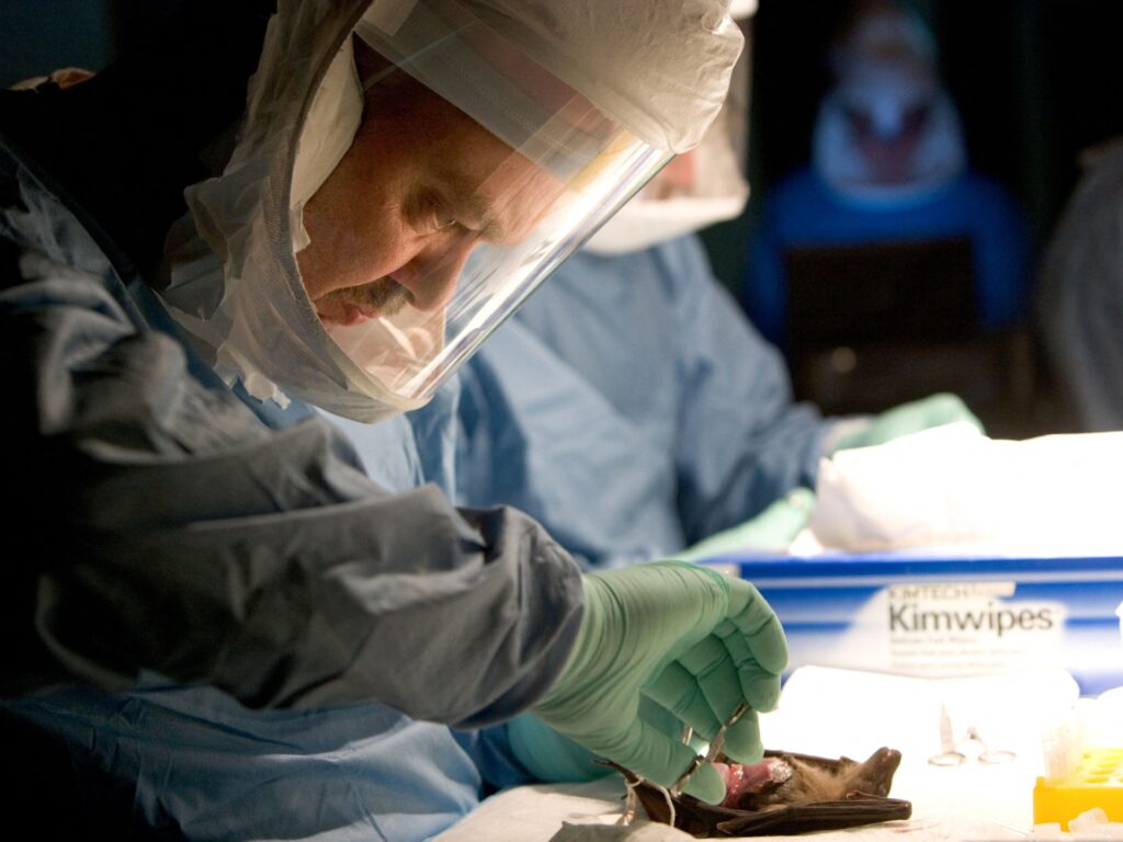 Rwanda begins vaccination drive to curb Marburg virus outbreak | News Afp 20070823 Par1473309 V3001 Highres Ugandahealthwhomarburgbats 1728039884.jpg