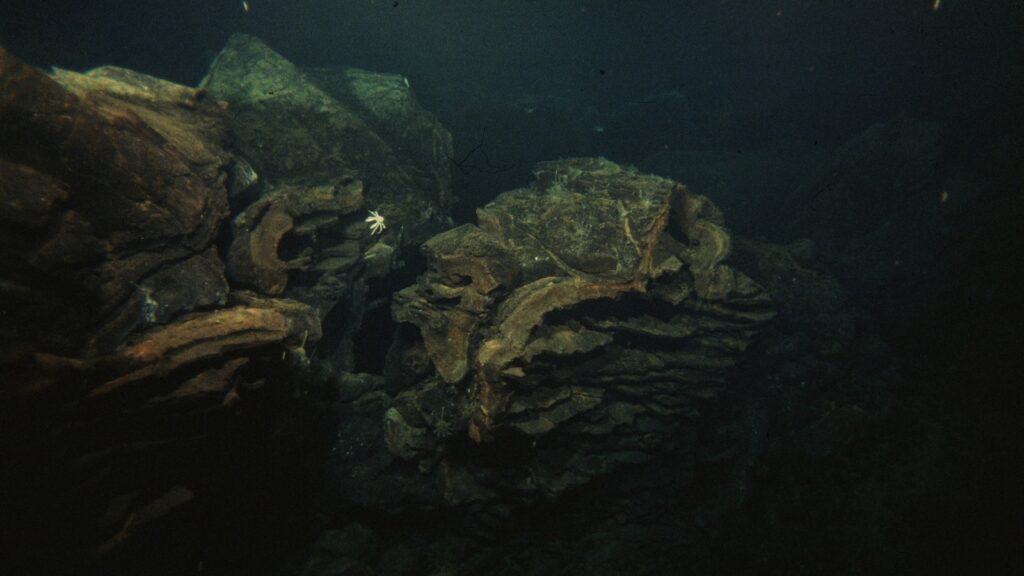 Giant tubeworms part of thriving ecosystem found under the seafloor in the Pacific East Pacific Rise 1 Gty Jm 241014 1728933329408 Hpmain 16x9.jpg