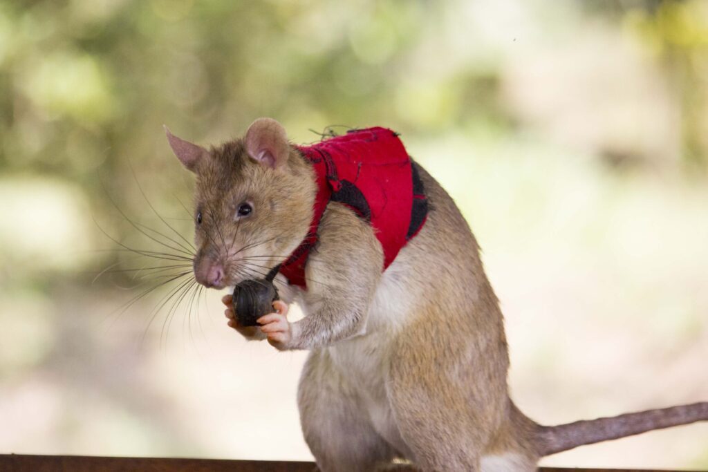 Giant rats could help sniff out illegally smuggled goods Img 0240 Scaled.jpg