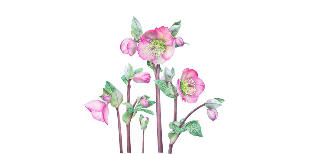 Hunt Botanical Institute Celebrates 60 Years of Art and Science – News Kiselyovamarina 17th 2000x1000.jpg