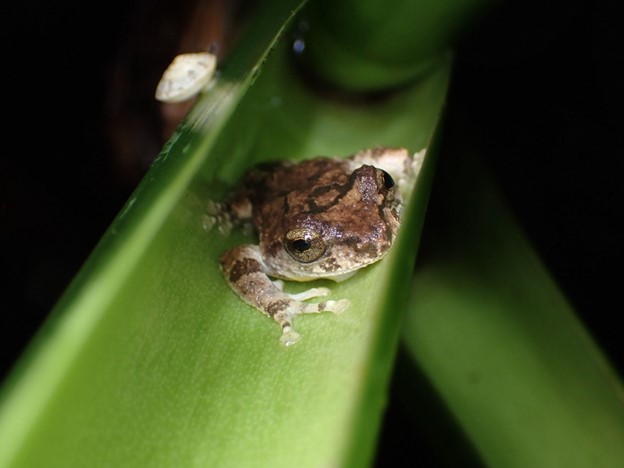 Some tadpoles don’t poop for weeks. That keeps their pools clean Picture1.jpg