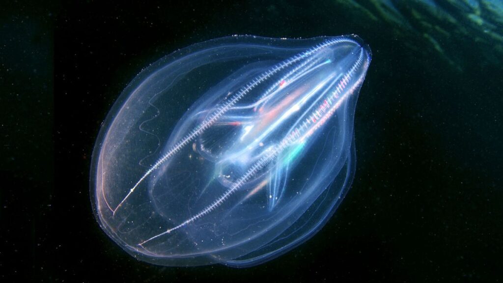 Scientists accidentally find deep-sea ‘jelly’ creatures merged into ‘single entity’ after injury, revealing bizarre new behavior T4t4dptzwxpoccgdtt8f28 1200 80.jpg