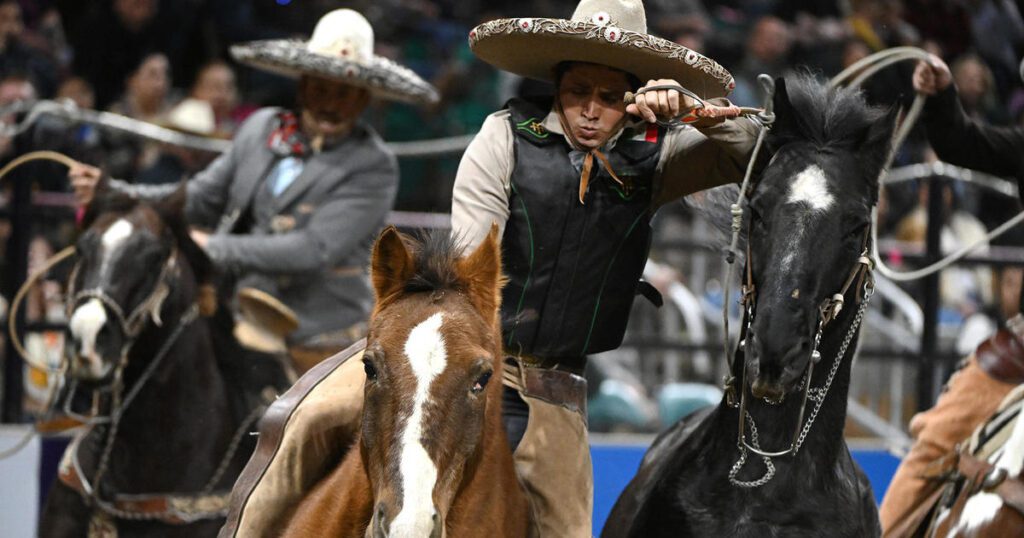 Colorado expert explains the history of vaqueros and how they inspired cowboy culture Gettyimages 1919852418 Copy.jpg