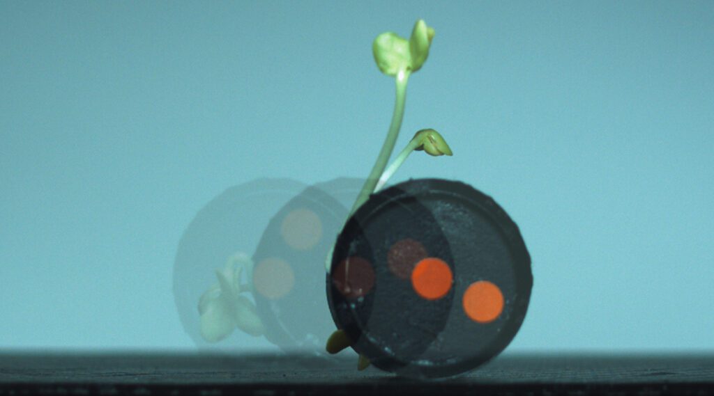 A robot made from radish sprouts and the rise of plant-based machines Sequence.jpg
